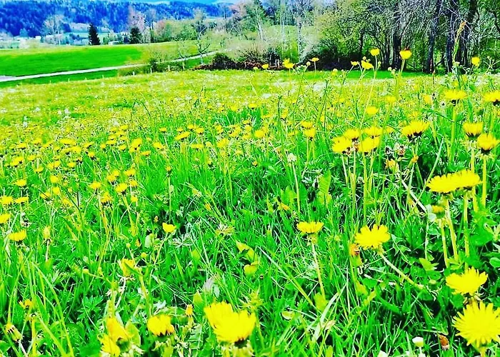 Eibelesee * Oberstaufen